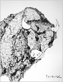 Bison
